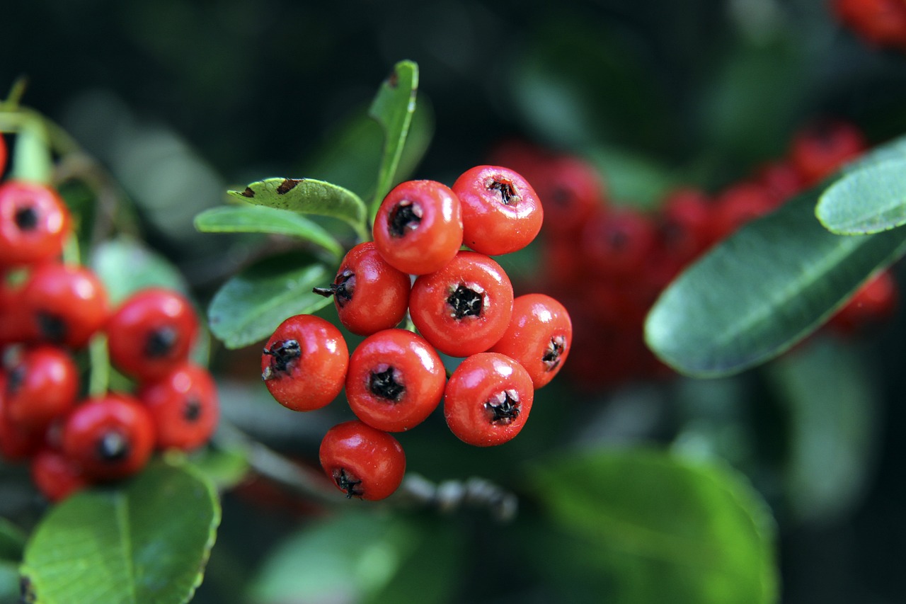 在比赛中获 在比赛中获